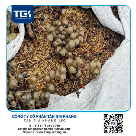 Bao Jumbo Vuông | TKG-12